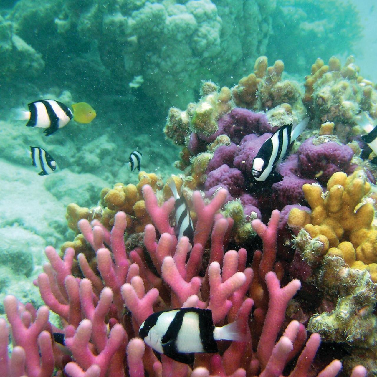 Reef Suite Agnes Water Exteriér fotografie