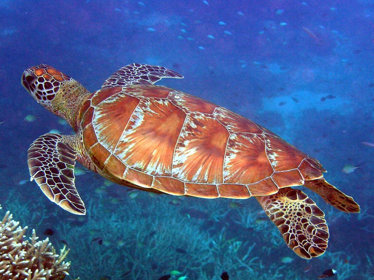 Reef Suite Agnes Water Exteriér fotografie